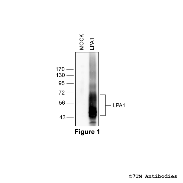 Validation of the Lysophosphatidic Acid Receptor 1 in transfected HEK293 cells.