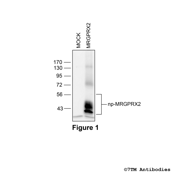 MRGPRX2 (GP-non-phospho), MRGPRX2 Mas-related Receptor Antibody, Guinea Pig