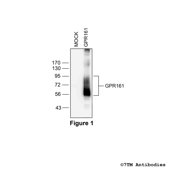 Validation of the GPR161 Receptor in transfected HEK293 cells