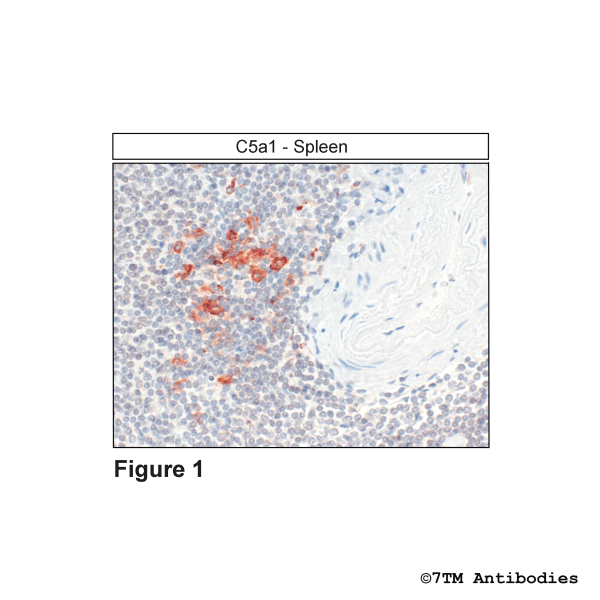 C5a1 (GP-IHC-grade), Complement C5a Receptor 1 Antibody, Guinea Pig