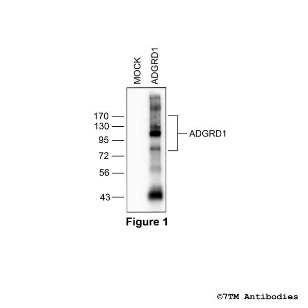 ADGRD1/GPR133 (non-phospho), Adhesion Receptor ADGRD1 Antibody