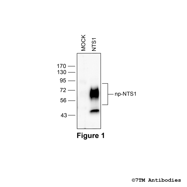 NTS1 (GP-non-phospho), Neurotensin Receptor 1 Antibody, Guinea Pig