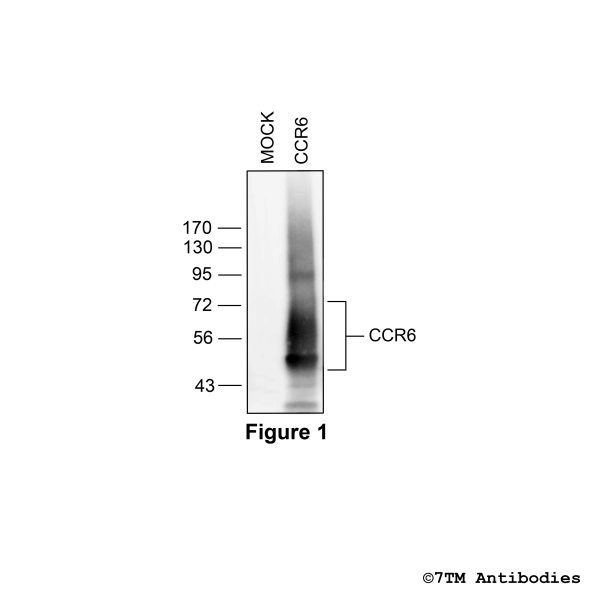 Validation of the CC Chemokine Receptor 6 in transfected HEK293 cells