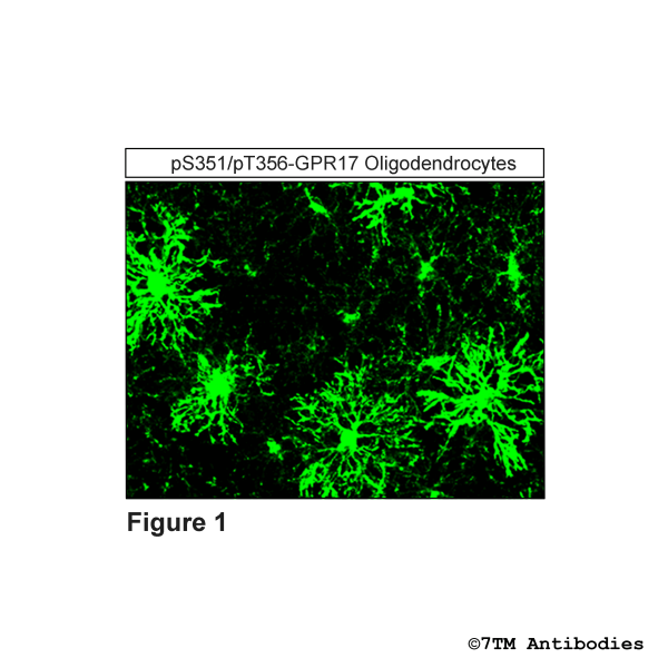 pS351/pT356-GPR17 (IHC-Grade phospho-GPR17 Antibody)
