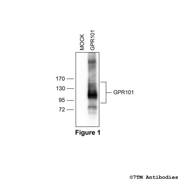 Validation of the GPR101 Receptor in transfected HEK293 cells