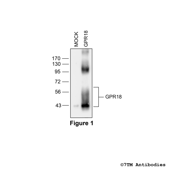 Validation of the GPR18 Receptor in transfected HEK293 cells