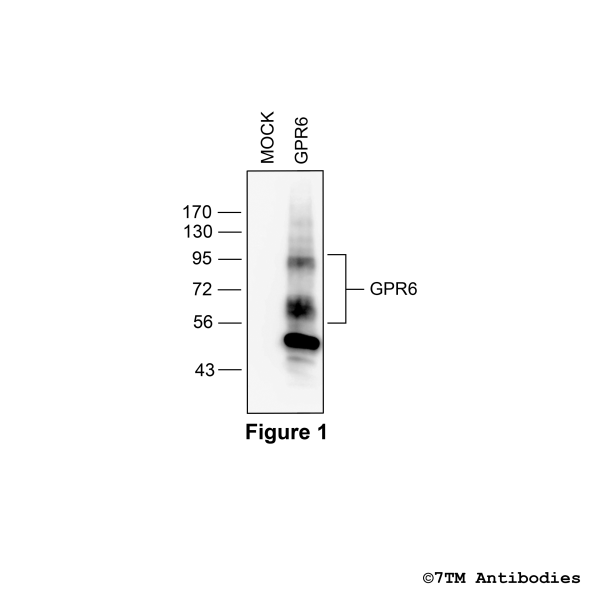 Validation of the GPR6 Receptor in transfected HEK293 cells.