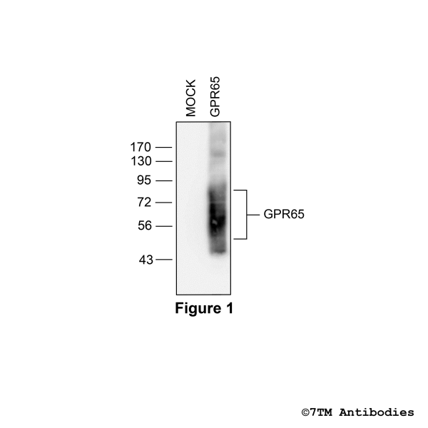 Validation of the GPR65 Receptor in transfected HEK293 cells