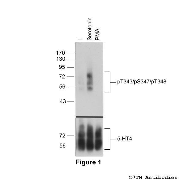 pT343/pS347/pT348-5-HT4 (phospho-5-HT Receptor 4 Antibody)