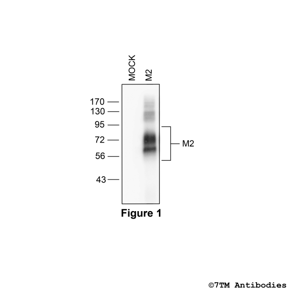 Validation of the M2 Muscarinic Acetylcholine Receptor in transfected HEK293 cells