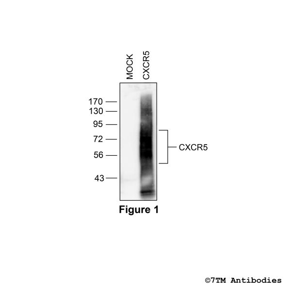 Validation of the CXCR5 Receptor in transfected HEK293 cells