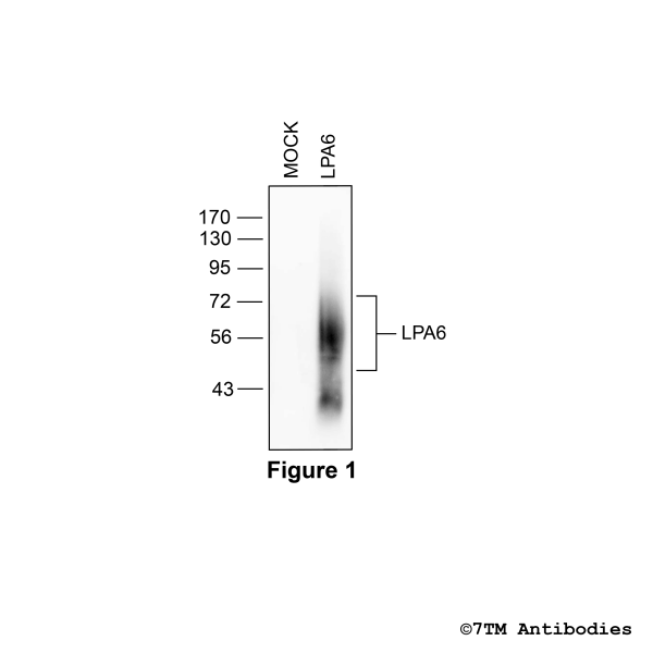 Validation of the Lysophosphatidic Acid Receptor 6 in transfected HEK293 cells.