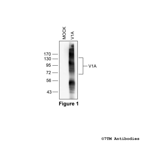 Validation of the Vasopressin Receptor 1A in transfected HEK293 cells