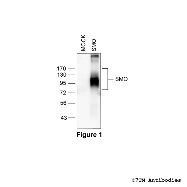 SMO (GP-non-phospho) Smoothened Receptor Antibody, Guinea Pig
