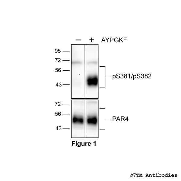 Agonist-induced Serine381/Serine382 phosphorylation of the Proteinase-Activated Receptor 4