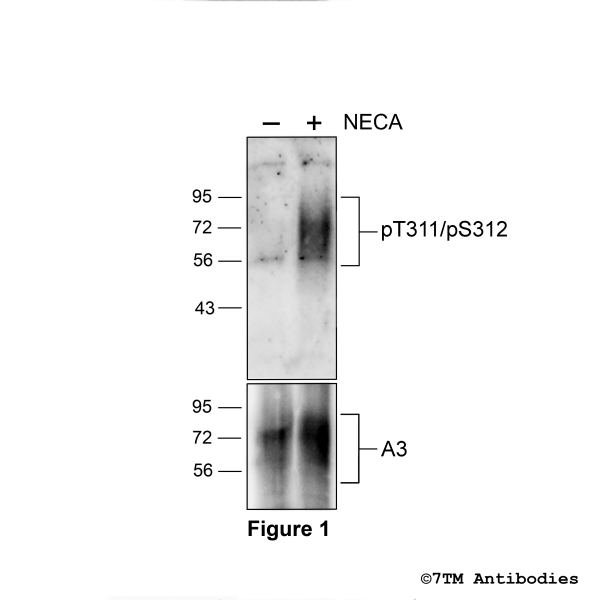 Agonist-induced Threonine311/Serine312 phosphorylation of the A3 Adenosine Receptor.