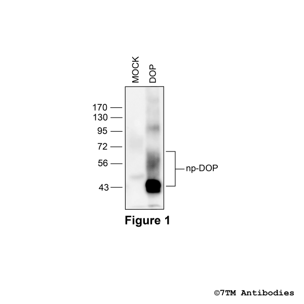 DOP (GP-non-phospho) ∂-Opioid Receptor Antibody, Guinea Pig