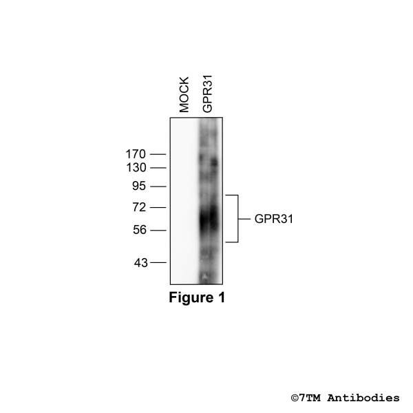 Validation of the GPR31 Receptor in transfected HEK293 cells