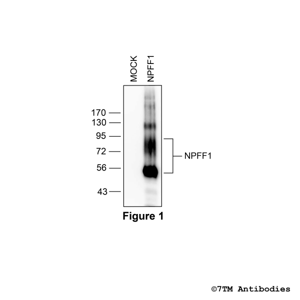 Validation of the Neuropeptide FF Receptor 1 in transfected HEK293 cells