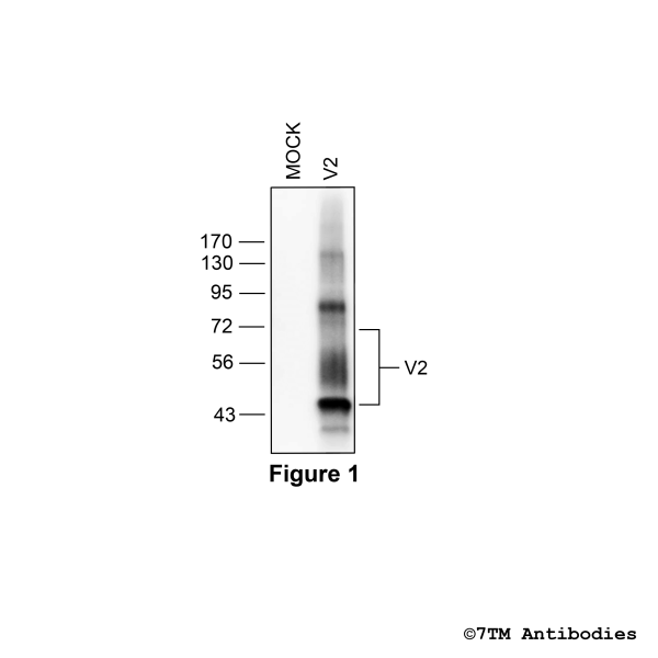 Validation of the Vasopressin Receptor 2 in transfected HEK293 cells