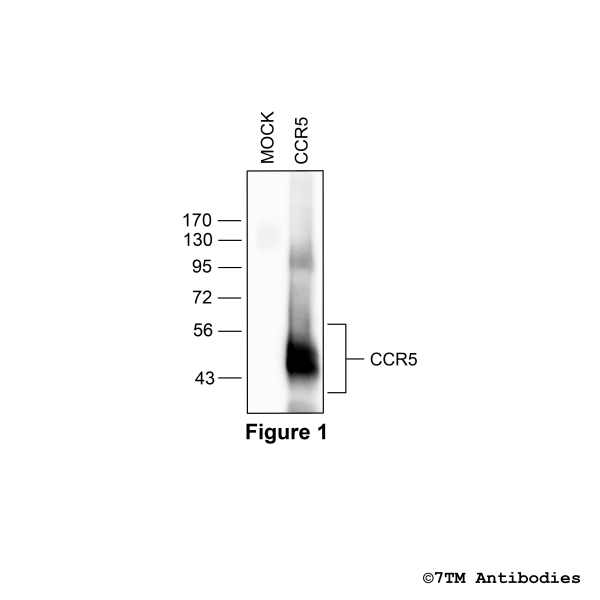 CCR5 (non-phospho) Chemokine Receptor 5 Antibody