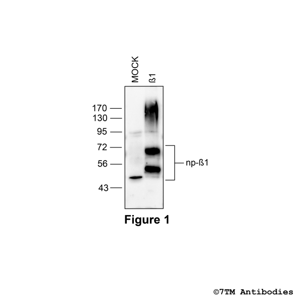 β1 (GP-non-phospho), β1-Adrenoceptor Antibody, Guinea Pig