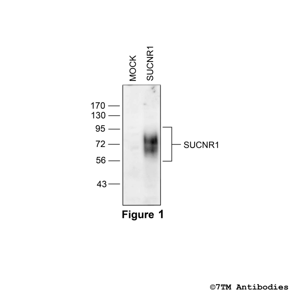 Validation of the SUCNR1 Receptor in transfected HEK293 cells