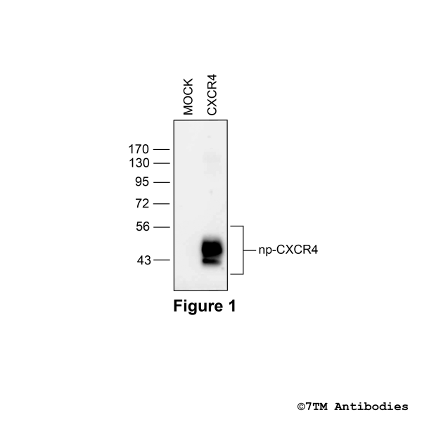 CXCR4 (GP-non-phospho), CXC Chemokine Receptor 4 Antibody, Guinea Pig