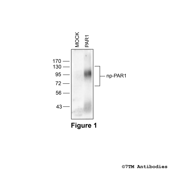 PAR1 (non-phospho), Proteinase-Activated Receptor 1 Antibody