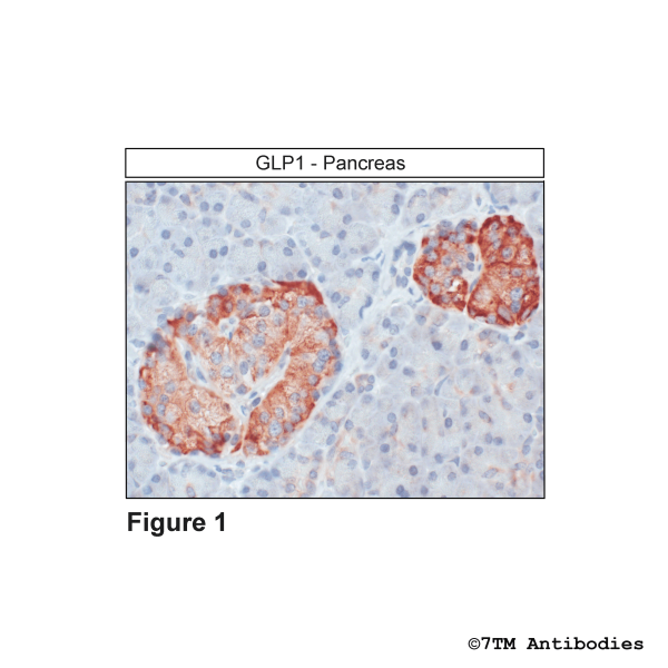 GLP1 (IHC-grade), Glucagon-Like Peptide 1 Receptor Antibody