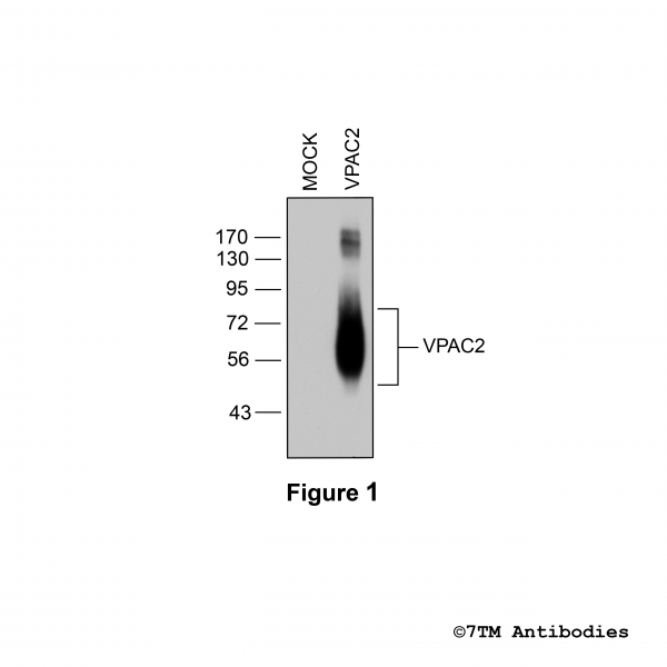 Validation of the VIP Receptor 2 in transfected HEK293 cells