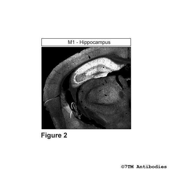 M1 (IHC-grade), M1 Muscarinic Acetylcholine Receptor Antibody