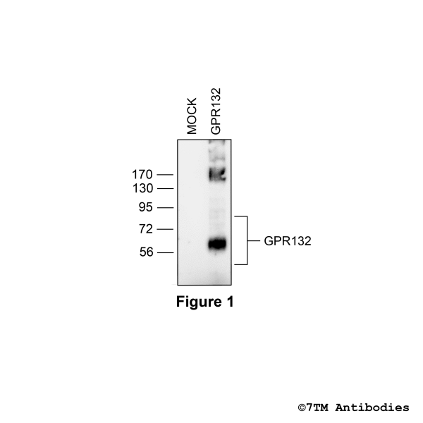 Validation of the GPR132 Receptor in transfected HEK293 cells.