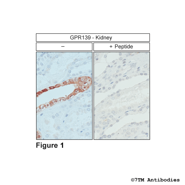 GPR139 (IHC-grade), G protein-coupled Receptor 139 Antibody