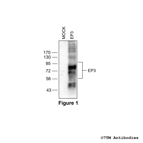  Validation of the EP3 Prostanoid Receptor in transfected HEK293 cells