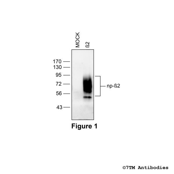 Validation of the β2-Adrenoceptor in transfected HEK293 cells