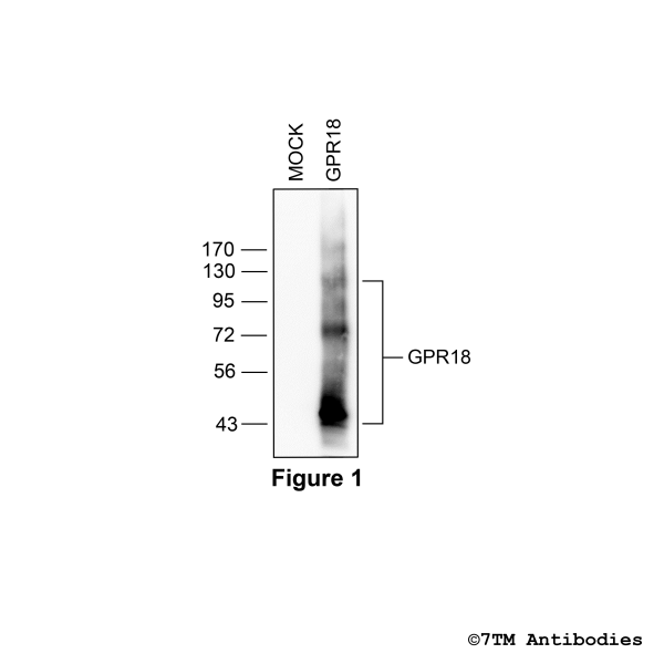Validation of the GPR18 Receptor in transfected HEK293 cells.