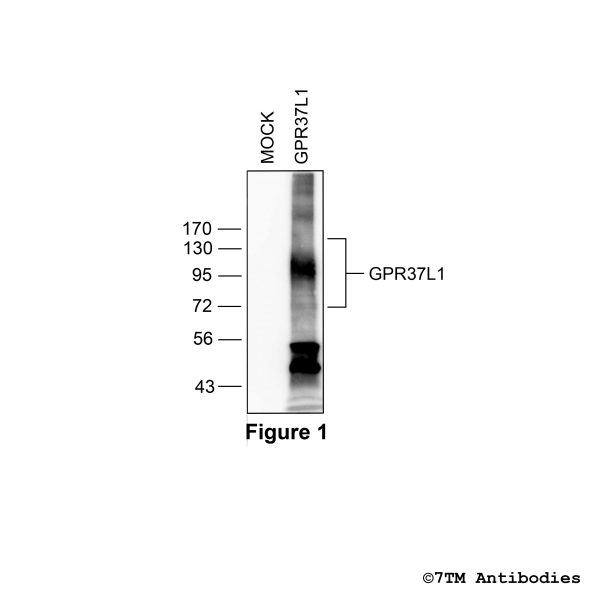 GPR37L1 (non-phospho), G protein-coupled Receptor 37L1 Antibody
