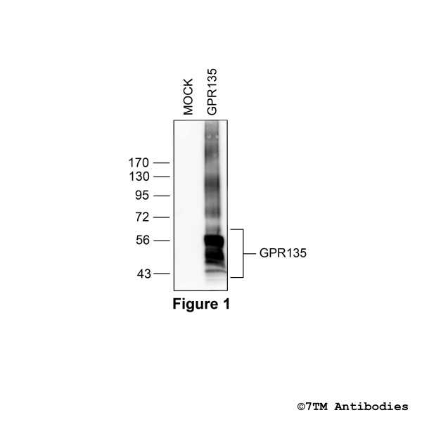 GPR135 (non-phospho), G protein-coupled Receptor 135 Antibody
