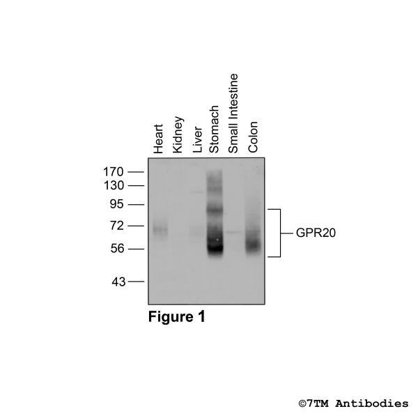  Western blot analysis of G Protein-coupled Receptor 20 in mouse tissues in vivo.