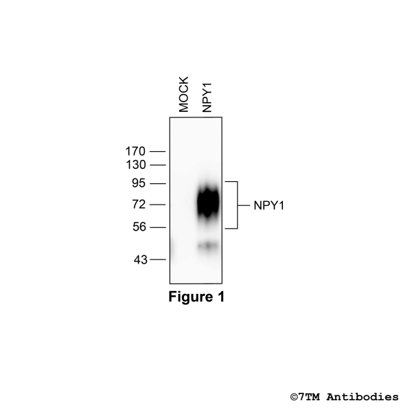 NPY1 (non-phospho) Neuropeptide Y Receptor 1 Antibody