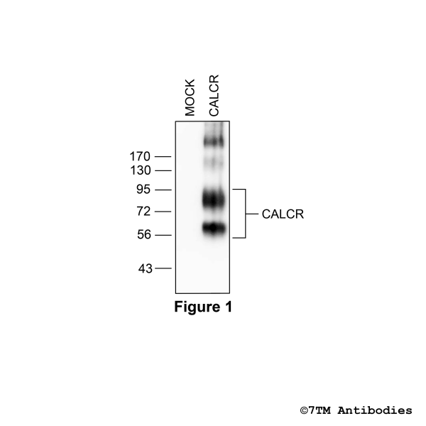 CALCR (GP-non-phospho) Calcitonin Receptor-Like Receptor Antibody, Guinea Pig