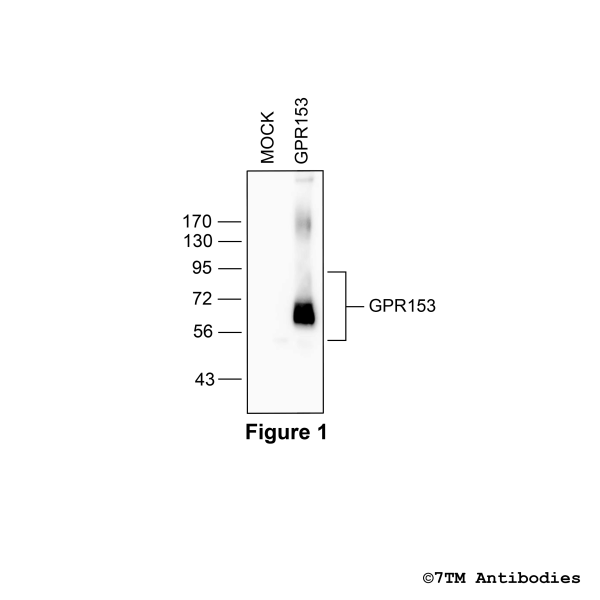 Validation of the GPR153 Receptor in transfected HEK293 cells.