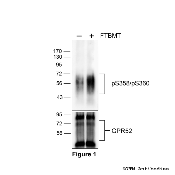 pS358/pS360-GPR52 (phospho-GPR52 Antibody)