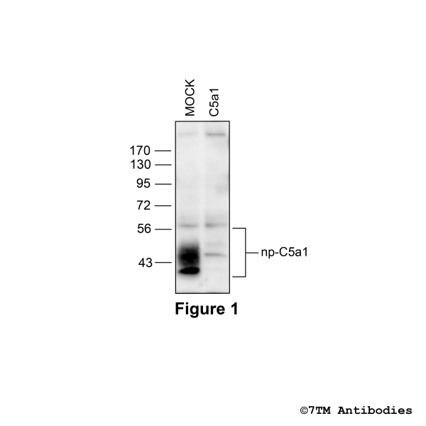 C5a1 (GP-non-phospho), Complement C5a Receptor 1 Antibody; Guinea Pig