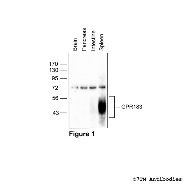 Indentification of GPR183 Receptor in mouse tissues