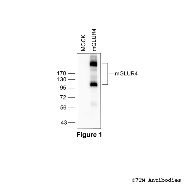 mGLUR4 [UMB18] (RM-non-phospho-Metabotropic Glutamate Receptor 4 Antibody), Rabbit Monoclonal