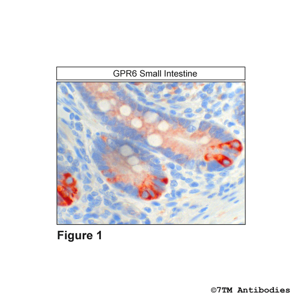 Immunohistochemical identification of GPR6 Receptor in small intestine