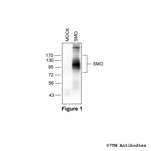 SMO (non-phospho) Smoothened Receptor Antibody