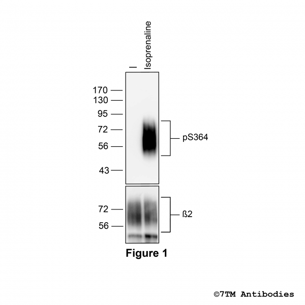 Agonist-induced Serine364 phosphorylation of the β2-Adrenoceptor